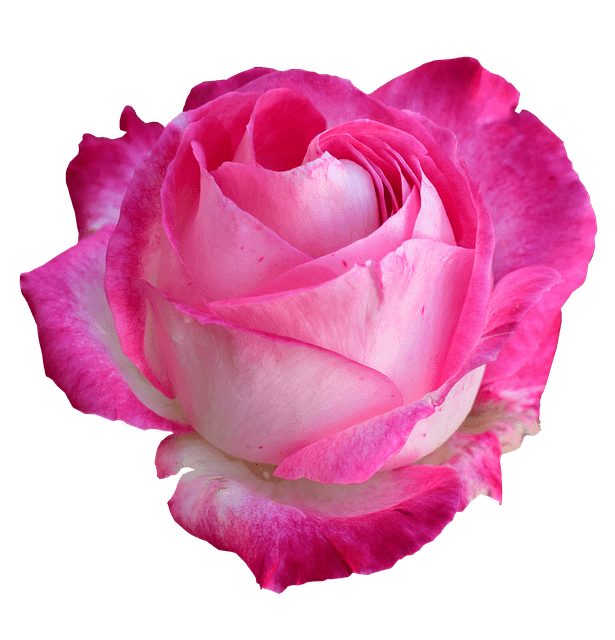 rose-vatom-market
